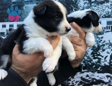 Zeka küpü border collie yavrularım