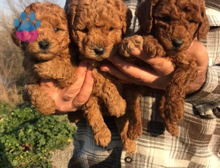 Sağlıklı ve ırk garantili toy Poodle yavrularım - 5584