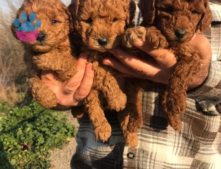 Sağlıklı ve ırk garantili toy Poodle yavrularım