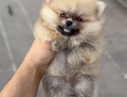 Pomerian boo yavrular - 5585