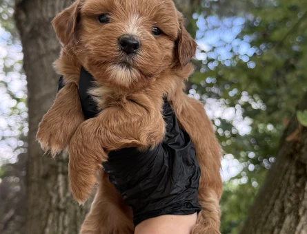 Maltipoo - 5586