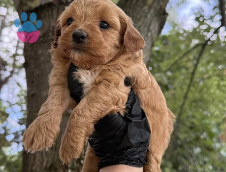 Maltipoo