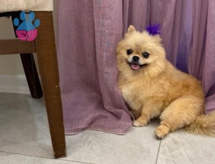 Pomeranian Boo - 5587