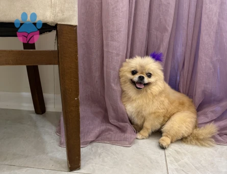 Pomeranian Boo