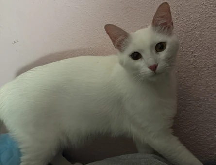 Ücretsiz kedi sahiplendirme - 5588
