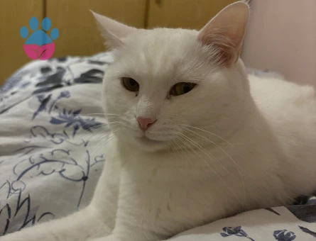 Ücretsiz kedi sahiplendirme