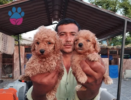 Toypoodle - 5589