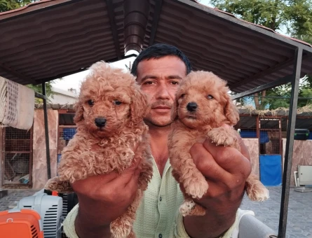 Toypoodle - 5589