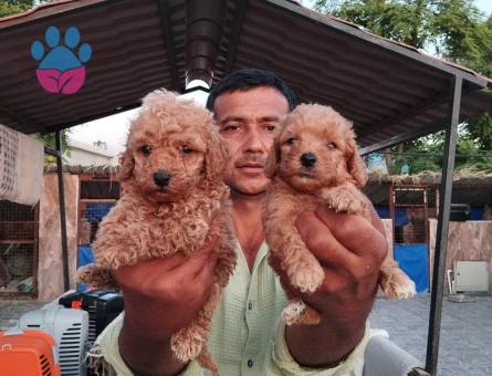 Toypoodle