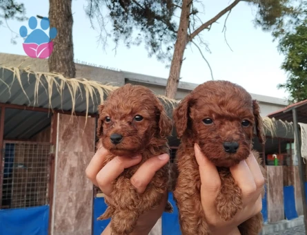 Toypoodle