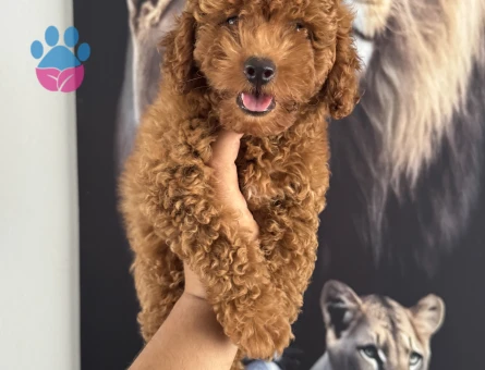 Toy poodle kore kan yavrularımız için arayabilirsiniz - 5591