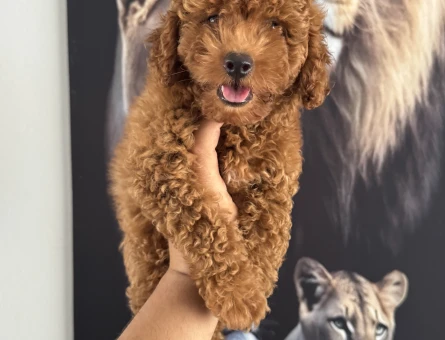Toy poodle kore kan yavrularımız için arayabilirsiniz - 5591