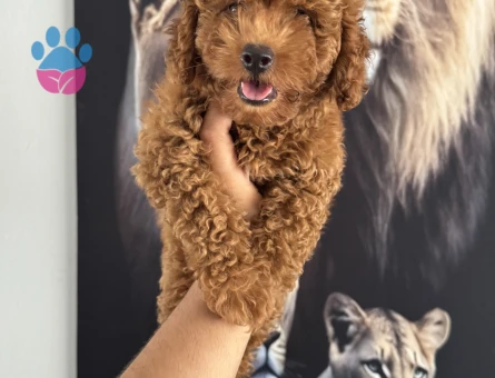 Toy poodle kore kan yavrularımız için arayabilirsiniz