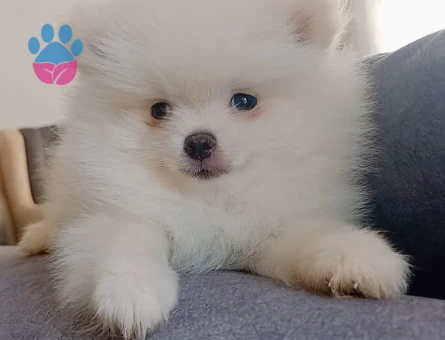 Pomeranian boo