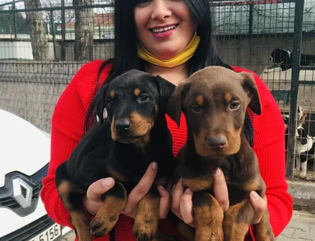 King doberman yavrularım - 5596
