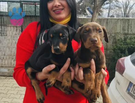 King doberman yavrularım
