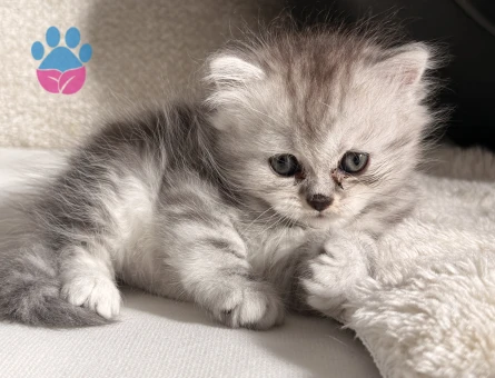 British longhair 1 Aylık dişi - 7128 - Görsel 4