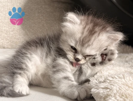 British longhair 1 Aylık dişi - 7128 - Görsel 5