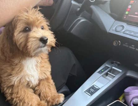 Maltipoo 6 Aylık Köpeğime Yuva Arıyorum - 7131