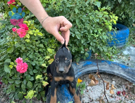 Minik yavrularımız yuvalarını arıyor - 7132 - Görsel 5