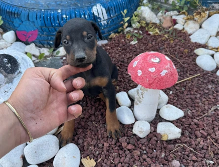 Minik yavrularımız yuvalarını arıyor - 7132 - Görsel 4