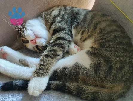 4 aylık tekir bebeğimize kalıcı yuva - 7133 - Görsel 3