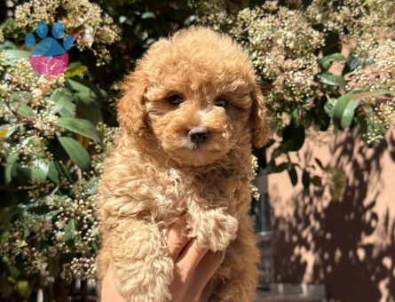 Toy Poodle  Bebeklerim 2 Aylık - 7136