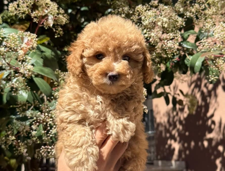 Toy Poodle  Bebeklerim 2 Aylık - 7136