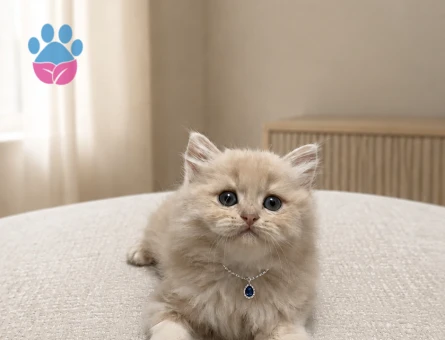 British Longhair Krem Erkek Nadir Renk Yavrumuz - 7139 - Görsel 3
