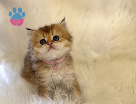 British Longhair Minik Prensesimiz 2 Aylık - 7141