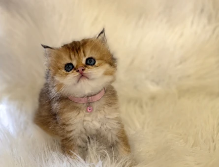 British Longhair Minik Prensesimiz 2 Aylık - 7141