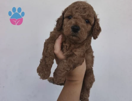 Toy poodle yavrularımız - 7143