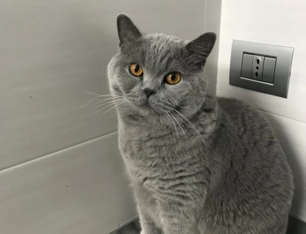 British Shorthair Oğlumuza Yuva Aranıyor - 7144