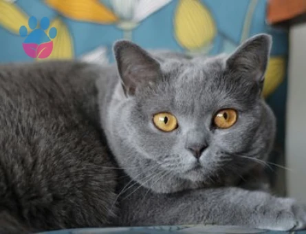 British Shorthair Oğlumuza Yuva Aranıyor - 7144 - Görsel 3