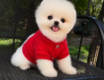 orjinal pomeranian boo yavrular - 7145