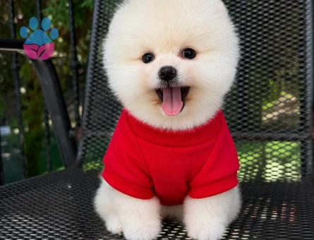 orjinal pomeranian boo yavrular - 7145 - Görsel 3