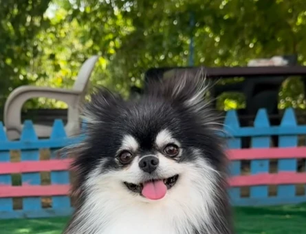 oyuncak gibi pilsiz bebekler pomeranian - 7148