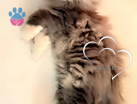 Scottish Fold Longhair Dişi 3 Aylık - 7150 - Görsel 4
