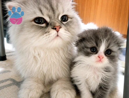 Scottish Fold Longhair Dişi 3 Aylık - 7150 - Görsel 5