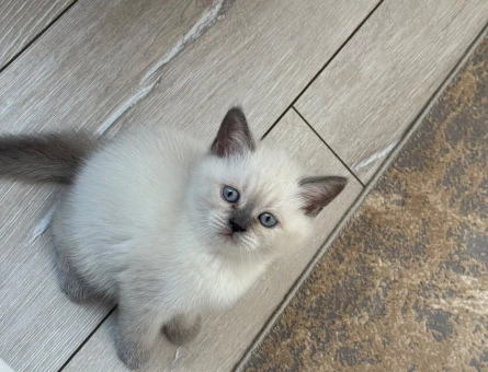 Bluepoint british Shorthair 2 Aylık - 7151