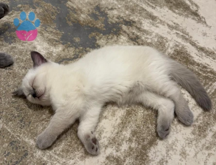 Bluepoint british Shorthair 2 Aylık - 7151 - Görsel 4