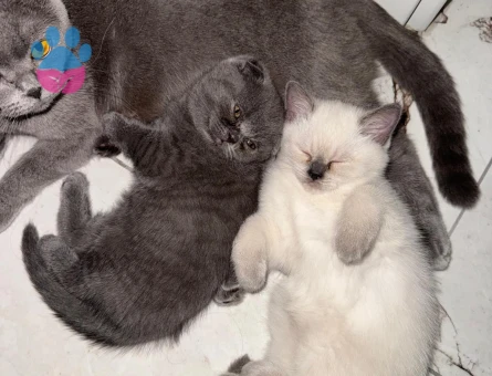Bluepoint british Shorthair 2 Aylık - 7151 - Görsel 3