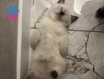 Bluepoint british Shorthair 2 Aylık - 7151 - Görsel 5