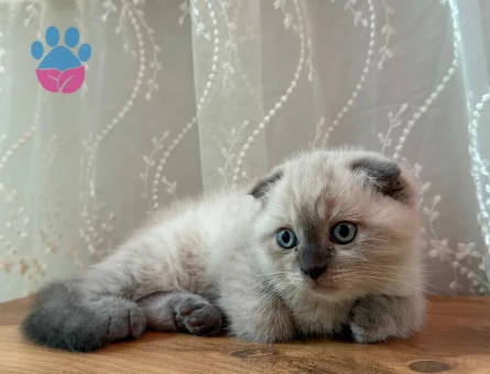 Scottish Fold Kedimize Sıcacık bir yuva arıyor - 7152