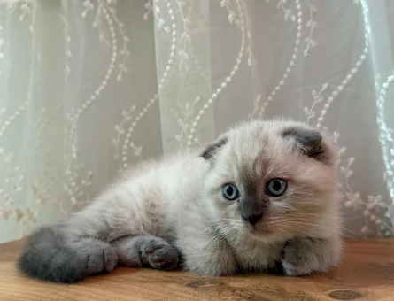 Scottish Fold Kedimize Sıcacık bir yuva arıyor - 7152