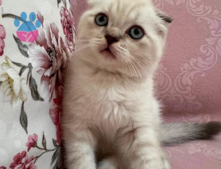 Scottish Fold Kedimize Sıcacık bir yuva arıyor - 7152 - Görsel 3