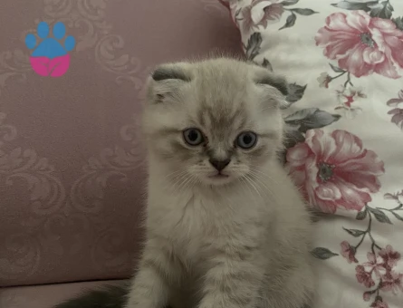 Scottish Fold Kedimize Sıcacık bir yuva arıyor - 7152 - Görsel 4