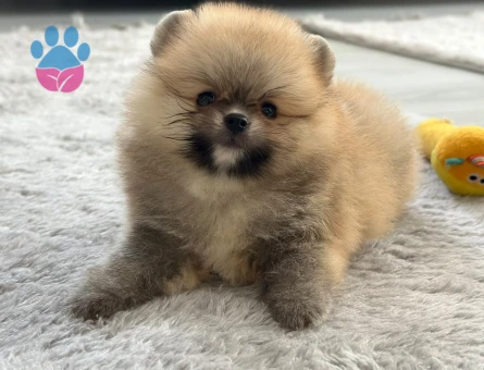 Pomerian boo yavrular - 7154