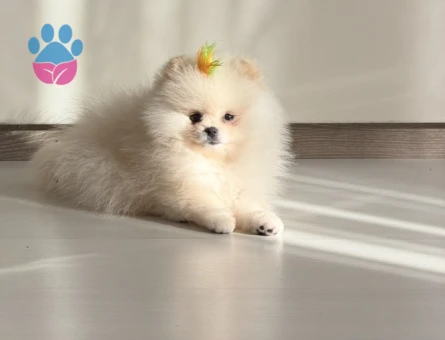 Mükemmel korecan teacup boo - 6968 - Görsel 3