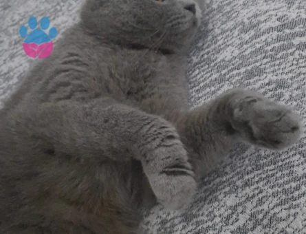Scottish Fold 2 Yaşında Yeni Aile Aranıyo - 7159